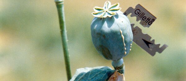 Добыча сока мака для опиума / Dobândirea sucului de mac pentru producerea opiumului - Sputnik Moldova