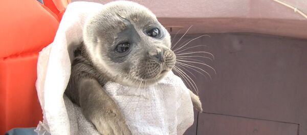 Приключения любопытного нерпенка, или Как байкальский тюлень “гостил у рыбака - Sputnik Молдова