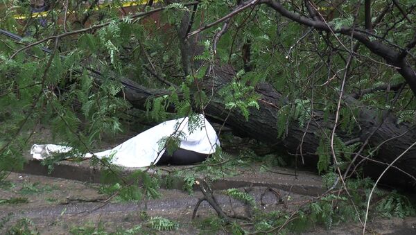 O femeie a fost omorâtă de un copac în Chișinău - Sputnik Moldova