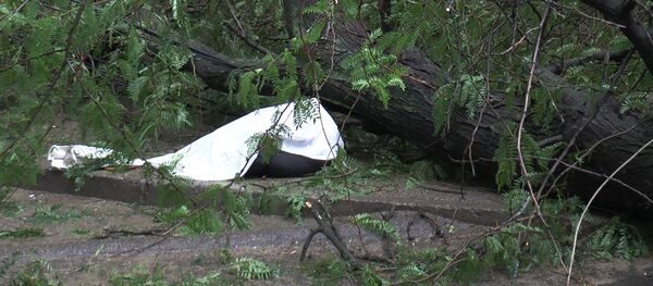 O femeie a fost omorâtă de un copac în Chișinău - Sputnik Moldova