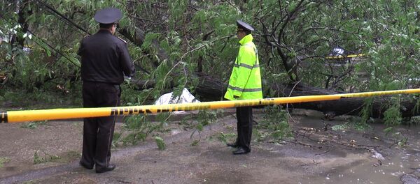 O femeie a fost omorâtă de un copac în Chișinău - Sputnik Moldova