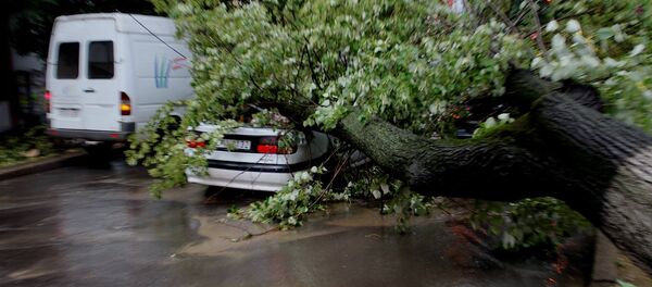 Copac prăbușit - Sputnik Moldova