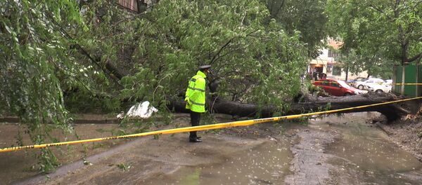 Женщина погибла от упавшего на нее дерева. Кадры с места ЧП Женщина погибла от упавшего на нее дерева. Кадры с места ЧП - Sputnik Молдова