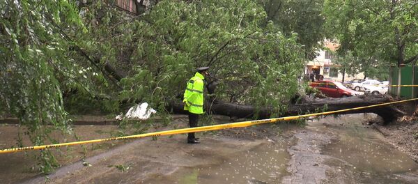 O femeie a murit strivită de un copac. Imagini de la locul incidentului - Sputnik Moldova