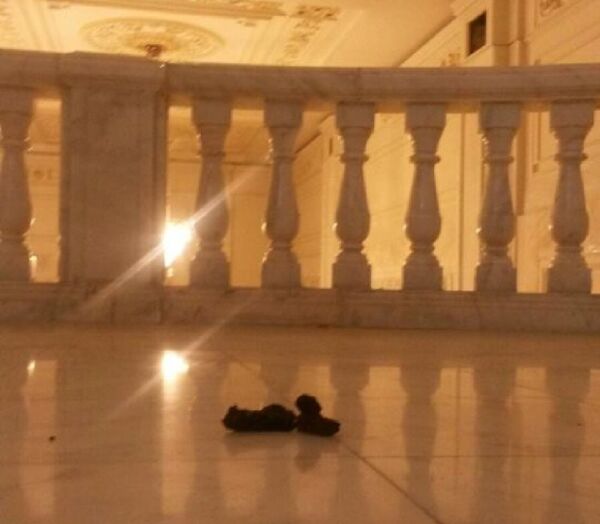 Fecale, Parlamentul României Fecale, Parlamentul României - Sputnik Moldova