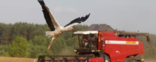 Cereale, cocostârc, combain, agricultură - Sputnik Moldova