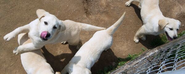 Câini, anumale de companie - Sputnik Moldova