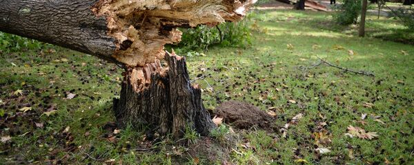 Consecințele vântului puternic. Copac doborât - Sputnik Moldova