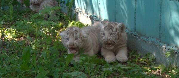 Усатая команда, или Белые тигрята из зоопарка Литвы впервые вышли “на охоту - Sputnik Молдова