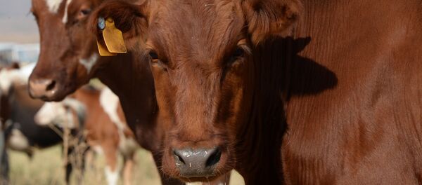 Фермерское хозяйство, коровы Фермерское хозяйство, коровы - Sputnik Молдова