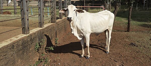 Гирская корова - Sputnik Молдова