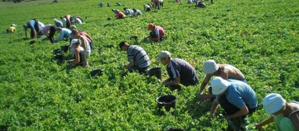 Cules Cules - Sputnik Moldova