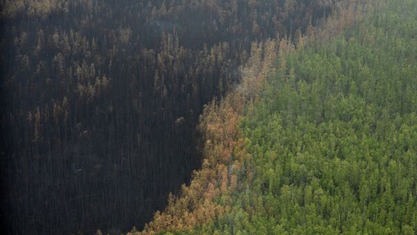 Последствия лесных пожаров. - Sputnik Молдова