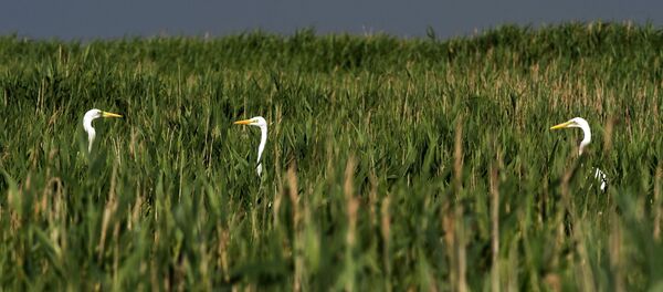 Орнитологический заповедник Лебяжьи острова Орнитологический заповедник Лебяжьи острова - Sputnik Молдова