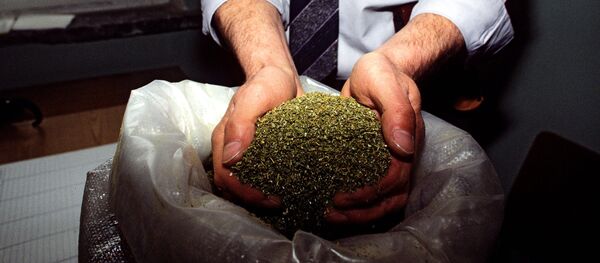 Изъятие марихуаны в наркопритоне. Cânepă, canabil, marijuana - Sputnik Moldova