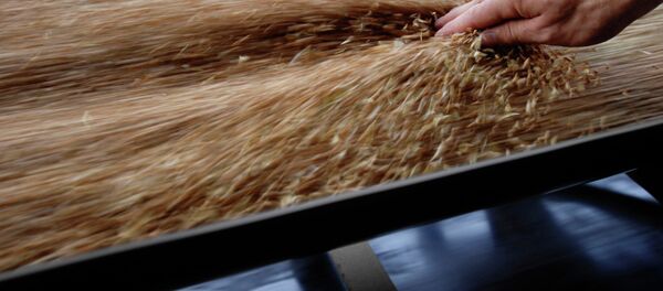 Работа зернового терминала Работа зернового терминала - Sputnik Moldova