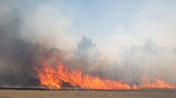 Incendiu devastator de vegetație - Sputnik Молдова