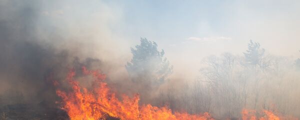 Incendiu devastator de vegetație - Sputnik Moldova
