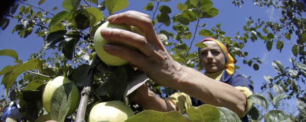 Livadă de mere - Sputnik Moldova