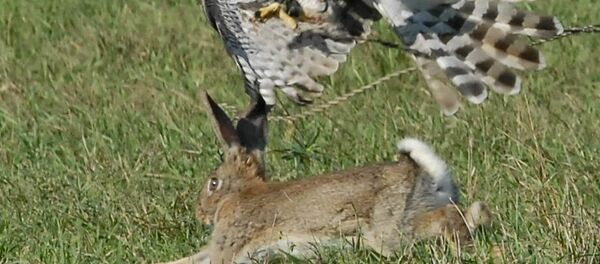 Vânătoare de iepuri, cu șoimul - Sputnik Moldova