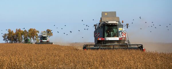 Lucrări agricole, recoltarea culturii de soia Lucrări agricole, recoltarea culturii de soia - Sputnik Moldova