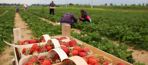 Agricultură, căpșune, terenuri arabile - Sputnik Moldova