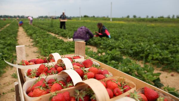 Agricultură, căpșune, terenuri arabile - Sputnik Молдова