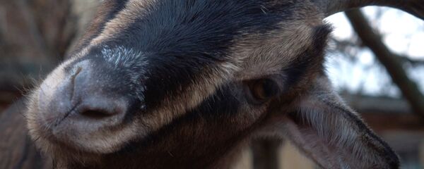 Țap, grădina zoologică din Leningrad. Ленинградский зоопарк. Țap, grădina zoologică din Leningrad. Ленинградский зоопарк. - Sputnik Moldova