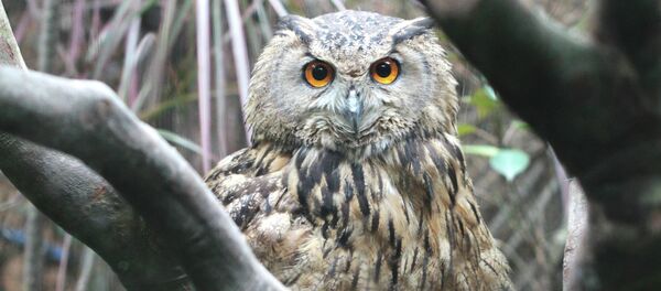 Сова в ChimeLong Safari Park, Китай - Sputnik Moldova