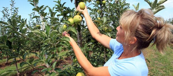Livadă, mere - Sputnik Moldova