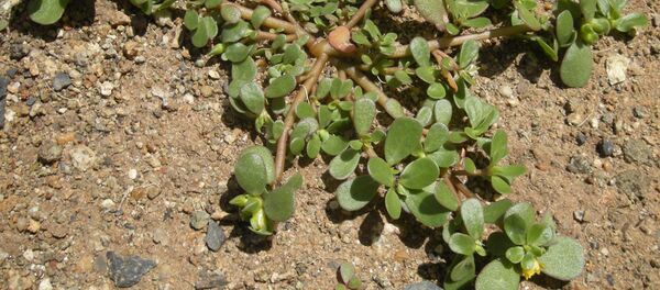 Iarba Grasă - Sputnik Moldova