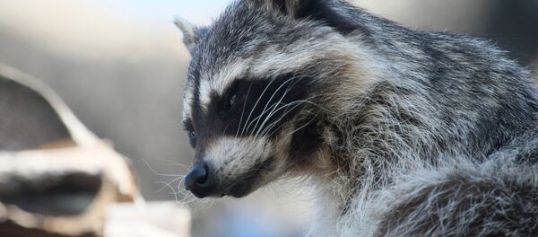 Енот-полоскун. - Sputnik Молдова