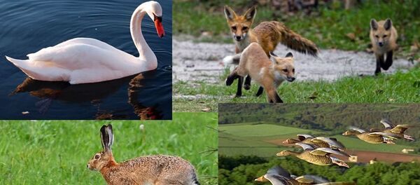 Animale sălbatice păsări - Sputnik Moldova