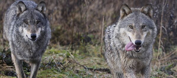 Белорусский эколог приручил волков - Sputnik Молдова