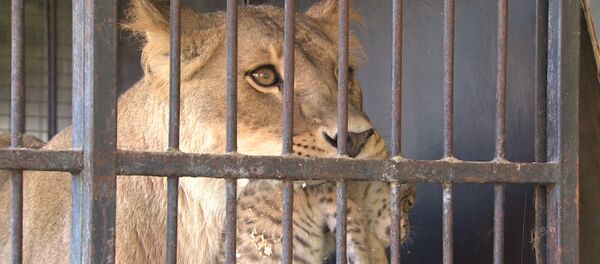 Родившегося в цирке-шапито тигрольвенка впервые показали публике - Sputnik Молдова