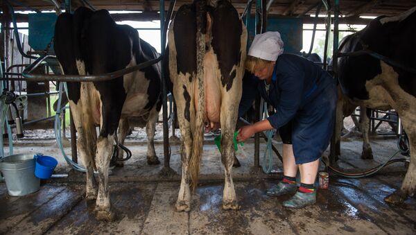 Fermă de vaci, producerea laptelui - Sputnik Moldova