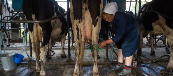 Fermă de vaci, producerea laptelui - Sputnik Moldova