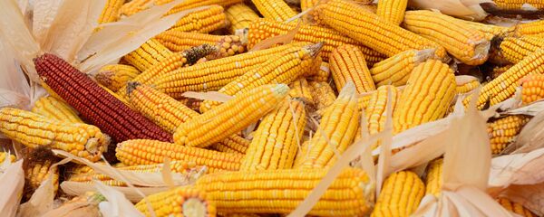 Porumb, recoltă - Sputnik Moldova