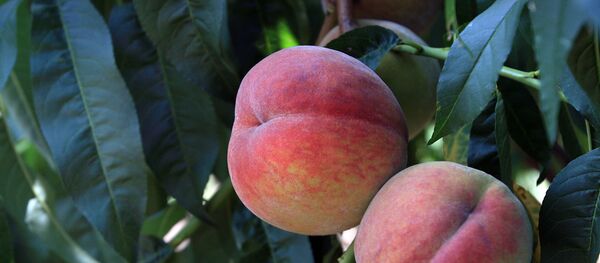 Piersici, agricultura - Sputnik Молдова