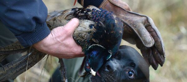 Соколиная охота в Московской области Соколиная охота в Московской области - Sputnik Молдова