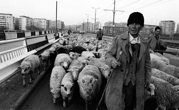 Niște ciobani traversau podul Grant cu oile după ei. Au luat-o apoi înspre Giulești Sârbi și marginea Bucureștiului Niște ciobani traversau podul Grant cu oile după ei. Au luat-o apoi înspre Giulești Sârbi și marginea Bucureștiului - Sputnik Moldova-România