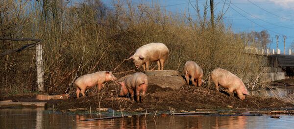 Свиньи - Sputnik Moldova