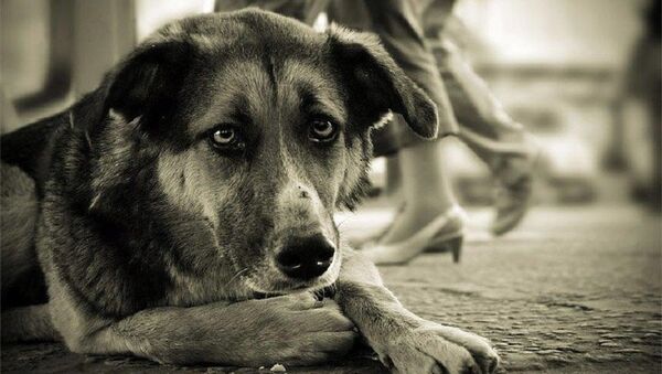 Бездомная собака - Sputnik Moldova