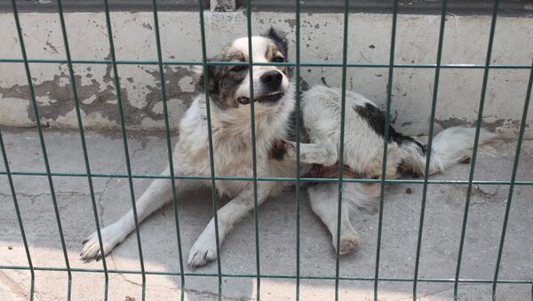 Бездомная собака - Sputnik Молдова