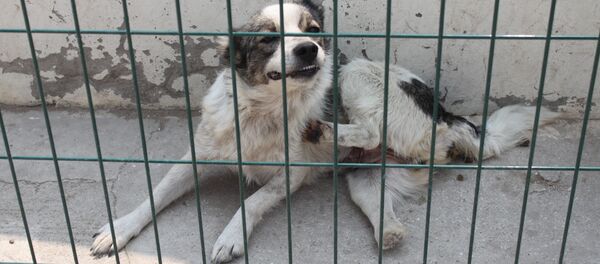 Бездомная собака - Sputnik Молдова