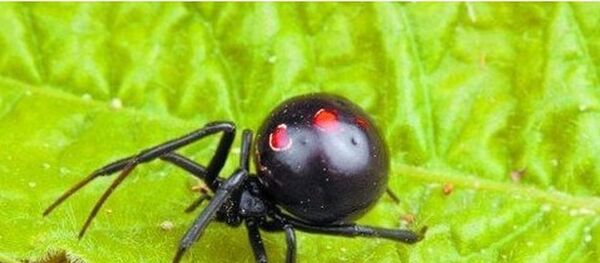 Паук каракурт Паук каракурт - Sputnik Молдова