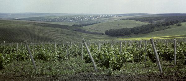 Виноградники Молдавии - Sputnik Молдова