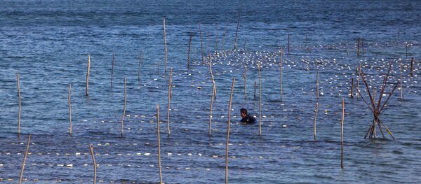 Плантация жемчуга - Sputnik Молдова