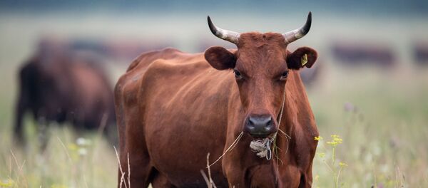 Работа сельскохозяйственной фермы в селе Ложниково Омской области Работа сельскохозяйственной фермы в селе Ложниково Омской области - Sputnik Молдова