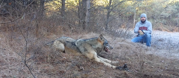 Охотники освободили волка из капкана - Sputnik Молдова
